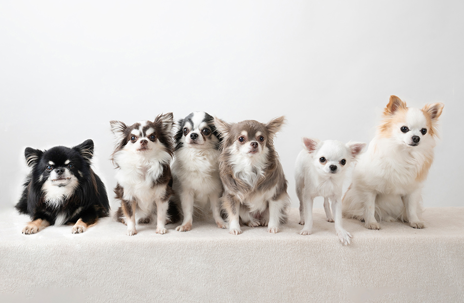 About Pesyu 飼い主様とワンちゃんとのコミュニケーションを大切にしています