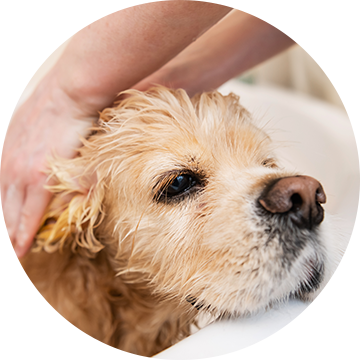 ワンちゃんに優しいシャンプー