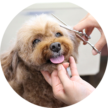 ワンちゃんに合わせた施術